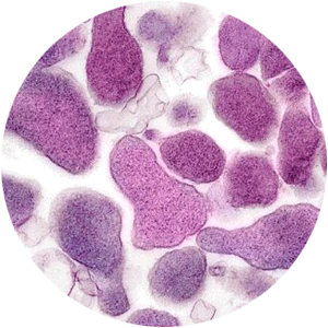 MYCOPLASMA GENITALIA (MIKOPLAZMOZE)